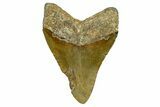 Fossil Megalodon Tooth - North Carolina #368440-1